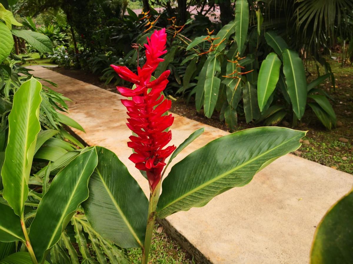 Hotel Catarata Rio Celeste Bijagua de Upala Exterior foto